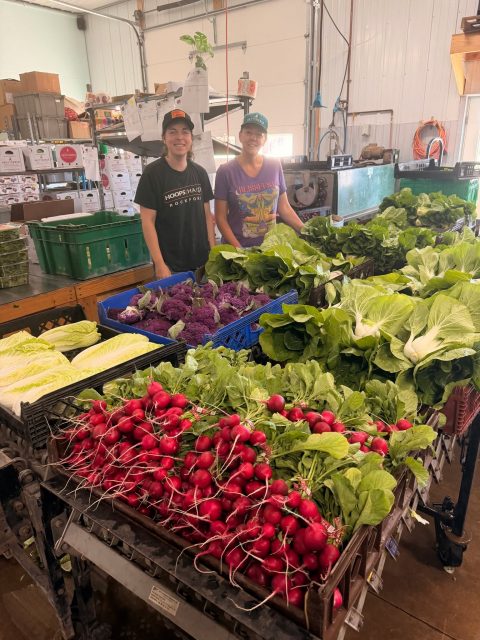 🌼Please READ - Hello Farm Friends and Local Folks!  2 things we really want you to know.

🌸FIRST:  We have a sweet, steady and flexible job available starting as soon as next week.  It may be perfect for you, or someone you know! The job itself is to intake, wash & package these gorgeous, vibrant vegetables for orders.  You may find yourself washing carrots, for example, and weighing and bagging just washed 7 spun-dry lettuce mix, getting beets into big totes for the farmers' market, and/or prepping items for our CSA packagers to fill boxes with.  You may be logging the amount of pounds of veggies items that just came in.  You may be labeling items. You may be greeting the food pantry driver and and helping them load donated items into their van. You are inside, warm, wearing comfy clothes that you don't mind getting a little dirty, working with absolutely beautiful vegetables, and a small group of friendly fellow staff. 

We are looking for a team player/ good communicator, who is friendly, organized, efficient, and has an eye-for-detail. The job days are weekly, Monday through Thursday.  Hours are flexible, and usually between 25 - 32 hours a week, but usually start at or just before 9:00 AM and end around 2:30/ 3:00. (If you're a parent that has to bring kids to school in the am and pick them up in the afternoon, we imagine that this may be a good fit, time wise.).
 
We can train the right individual.  The right person can lift up to 40 lb totes, from dolly to tables, and stand / walk while you're working each day.  Perks include a friendly team-oriented place to work, free produce, coffee, and employee discount.  Pay is dependent upon prior experience.

Please email Ryan@ProvidenceOrganicFarm.com ASAP to let him know if you're interested in this job. (At our interview, you can review the full job description, and learn more to make sure it's a good fit for you!) 

🌼SECOND:  AMAZING NEWS!!! We raised all the funds we need for our whole farm generator!!! Thanks to the many, many people who gave.  We are constantly astounded by the generosity of our entire community. 
😍Thank you, thank you!!! - Providence Farmers, Andrea & Ryan