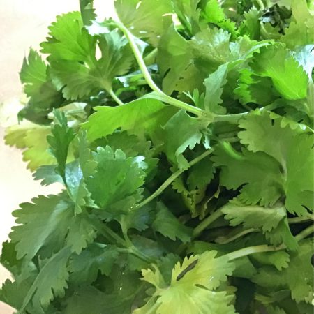 Cilantro