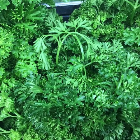 Parsley, OG