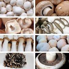 Mushrooms- Variety