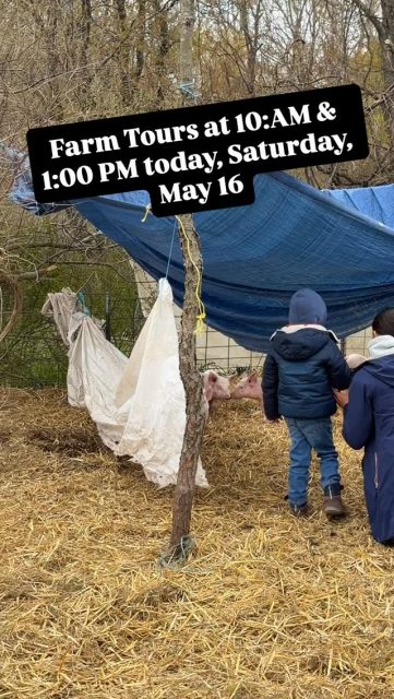 Farm Tours at 10:00 & 1:00 today, Saturday, May 16!!! - Breakfast (served all day) Menu: Breakfast Burritos w/ local Eggs & local Pork, Organic Parfaits, Chia Berry Pudding, Frittatas & Quiche. 

- Lunch (served all day) Menu: Organic Chicken Fajitas, and Grass-fed Lamb Quesabirria is on our Authentic Mexican Pop-Up menu along with Hot Soup, 4 different tamales, Tostadas, etc... 

-Tour includes baby Piggies, Ewes, Cows and Beaver Dam.  Wear shoes you don’t mind getting dirty!!! 

- Providence Organic Farm, Market and Cafe is open 9-5:30 today and Monday - Saturday. 

- We are located on M-88, one mile east of US 31 at Eastport. 17 miles from Elk Rapids, Bellaire and Charlevoix. 

- 35 - 45 minute drive from Traverse City and Petoskey, depending on what side of town you live on. 

- (We are on the north end of Torch Lake... and have a 1.5 mile trail you can walk around the farm to see fuzzy faces, rolling hills, farm fields and a slice of Torch Lake.). 

- We are also located right by Barnes County Park on Lake Michigan, and they are having the Petoskey Stone Festival today.  You can swing by here for food and a farm tour, and then go shop rocks and play by the lake.

What a gorgeous Saturday!!! Much love, joy and peace to you, our whole community - Andrea & Ryan Romeyn of Providence Organic Farm