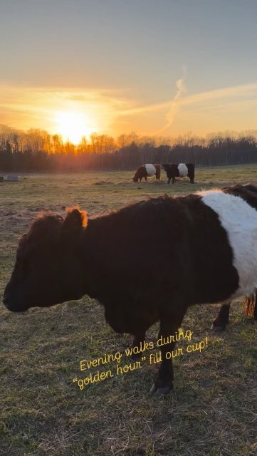 Golden Hour is especially sweet at the farm☀️! #torchlake #providenceorganicfarmers #bellairemichigan #centrallakemichigan #beltedgalloway