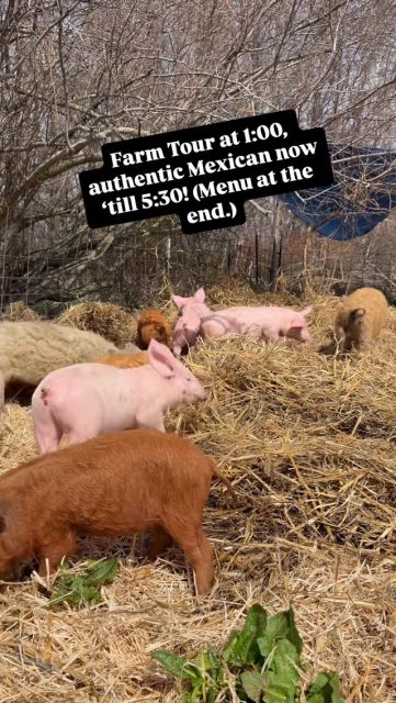 Farm Tour at 1:00, authentic, Mexican tacos, tostadas, tamales, and more until 5:30 today! Providence Farm located on the north end of torch Lake.  Our exact address is 5695 N M-88. We are 1 mile from US 31 at Eastport. Hope you have a great day!!!