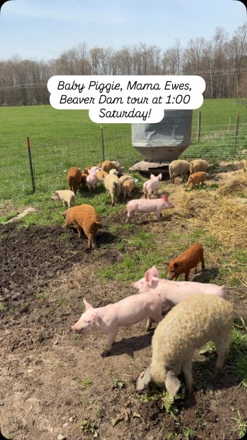 Happy Mother’s Day, Saturday! I am giving a farm tour at 1today (Saturday). Yes, even if it’s drizzling outside. Our whole menu is below, but today’s features are Tacos Alambre and Al Pastor. 

I’ve ordered extra French pastries just in case you want to surprise mom with one on Sunday morning... (I love mine re-toasted and with fresh raspberries, in case you’re reading this, Maia!) 

I will bring you to see the mama sheep, the baby plants in the greenhouse, the piggies, and if you’re up for an adventure... the beaver dam! 

Wear appropriate muck boots/ shoes.  The terrain goes from “farmy” to “challenging” at the beaver dam. 

Our kitchen and café is dedicated to using organic, local, in-season ingredients in our breakfast and lunch offerings, and full espresso and tea bar. 

We’re serious about growing and serving the best food possible.

😃 Our small but mighty produce & grocery market is OPEN Monday - Saturday, 9:00 - 5:30 PM ❤️ - farmers Andrea & Ryan 😊 #bellairemichigan #centrallakemichigan #torchlakemichigan #elkrapidsmichigan #charlevoixmichigan