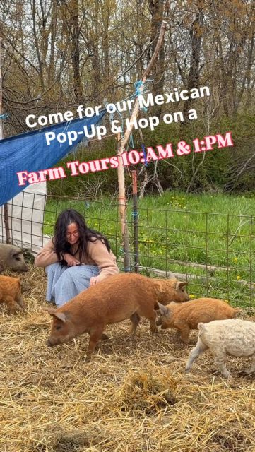 Today, Saturday, June 6th. Farm Tours! The little piggies are so sweet!  Everyday we’re on the look out for baby calves, & if you’re up for it, we’ll go check out the 40 foot wide, 5 foot tall beaver dam! Wear “farmy” shoes or boots!  Today we have a full-on Authentic Mexican pop-up, French pastries and much more. (Menu in stories) from 9-5:30.  See you sooon! - Andrea #bellairemichigan #centrallakemichigan #charlevoixmichigan #elkrapidsmichigan #providenceorganicfarmers