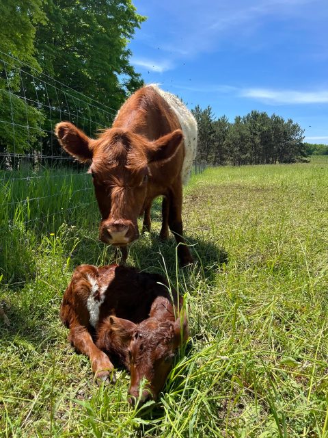 Hi Friend!  Goood news... here is the first calf of 2026! "June" is a big healthy steer, born to a cow named "Julia".

I'm just a wee bit tired and so here it is in a pea-pod:

1. We are bringing all the greens (arugula, lettuce, kale, mesclun, spinach), garlic scapes, potatoes, rutabaga, carrots, radishes, and possibly asparagus... to both TC and Boyne tomorrow. 8-12

2. We need more fiber. We all do! In fact we need upwards of 22-45 grams a day according to experts. Join our CSA Farm Box subscription and get it on the regular. ;) (https://csa.farmigo.com/join/providencefarm/2026growingseason)

Fiber is a SUPER FOOD. It's healthy, tasty and oh so good for you!  It's pretty the way we grow it, and comes in all shapes and sizes. Bonus, I'll make sure to add fabulous recipes to each and every farm box to entice you to get all the fiber you need. Promise.

3. One Farm Tour tomorrow at 1:30. We shall see pretty cattle (3 calves were just born!), sheep, piggies (if they come out of the wood), and BONUS, the biggest, coolest beaver dam I ever did see... At least 40 feet wide and 5 feet tall!

4. You're invited to our June 30th Farm to Table Experience w/ Chef Loghan Call.

Of course, we're featuring our organic vegetables, grass-fed beef and the honey that's produced on our farm... 
Tickets are already half sold out, and I've just told a few people, so hit this link and sign yourself up if you really want to go. 

(Tickets are $85. $75 if you are a current Farm Box Subscriber. (https://checkout.square.site/merchant/60MBM4PCAT6TG/checkout/AZC3HPRHTQZNVHPDRTOQCN26)  Price does NOT include gratuity, as you get to decide the night of the event.)

5. We have a LOT of French Pastries on Saturday... and our "farm to table Mexican" food is AWESOME.  Here is the full menu for Saturday, June 13th:

You and all of our customers and CSA members are AMAZING. Thanks for joining us in this beautiful life. 

We could not and would not do this w/out our supportive community!

Want to visit?  We're located on M-88, one mile east of US 31 at Eastport (on the north end of Torch Lake. We're open 8-6, everyday but Sunday. 

Andrea & Ryan Romeyn

 #bellairemichigan #torchlake