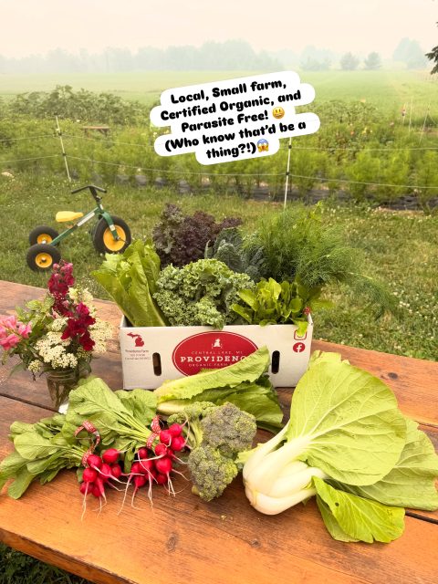 Local-grown, certified-organic & 😃 PARASITE-FREE! Who knew that’d be a thing this summer?😱. Thankfully, Farmer Ryan grows A LOT of veggies on a small, local farm in northern Michigan! 😊🌱❤️ 

We’ve got all kinds of lettuces (Boston Bibb/ Romaine, lettuce mix, etc) Arugula, basil, cabbage, cucumbers, cilantro, dill, fennel, kale, green onions, fennel, all types of radicchio, spinach, kale varieties, mesclun mix, garlic, radish, parsley, summer squash, zucchini and much more! 

Want to eat out, worry-free?  We have a farm-to-Table Cafe! Casual-Dine-in & TOGO options, w/ in-season, freshly harvested ingredients, including our own grassfed meats.  We’re open everyday but Sunday, 8-6.  We are located on M-88, one mile east of US 31 (on the north end of Torch Lake.)

We attend these farm markets: 
- Wednesday, Boyne city. 
- Thursday, Charlevoix. 
- Friday, Elk Rapids, 
- Saturday, Boyne City & Traverse City. 

And you can always join our Farm Box Subscription program to get boxes on the regular! Go to ProvidenceOrganicFarm.com to learn more and sign up! 

Thank you for shopping here @ Providence Organic Farm!  We really appreciate you! ❤️😃🌱🌱🌱🌱🌱🌱🌱🌱🌱🌱🌱🌱🌱🌱🌱 #torchlake #centrallakemichigan #bellairemichigan #elkrapidsmichigan #traversecity