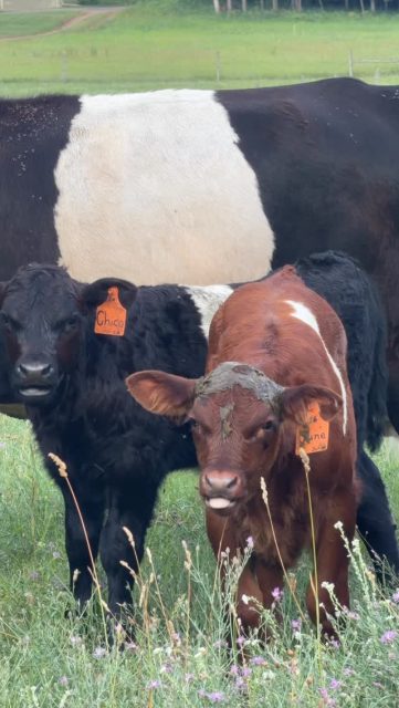 Someone’s mama doesn’t love him! 😁💩 Open 8-6 everyday but Sunday! #providenceorganicfarmers #beltedgallowaycalves #beltedgallowaycattle #torchlake #centrallakemichigan