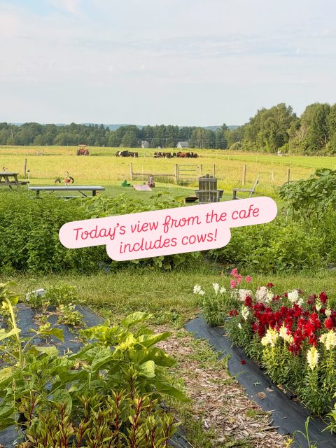 Hello Farm Friends! 

Hope you’re feeling well and enjoying the height of summer! I’m typing this from our cafe yard and it’s absolutely beautiful this morning! It’s lovely to see the Belted Galloway’s from my seat, eating fresh-picked raspberries (a new crop for us this year). 

We have two away farm markets today, Boyne and TC, 8 - noon. 

Please note the Traverse City market moved to Rotary Park, about two blocks south of Front street by the Methodist church.

We're giving two farm tours today: 10:AM & 1:PM.

I’m happy to say my U-Pick flower garden is ready for all who love to pick their own blooms!

And that we have fresh bouquets available for you now too! 

In case you’re wondering about today’s menu... I’ve posted it here.
New items? Beef Picadillo and grilled Chicken Fajita Tacos are on the menu and they’re AMAZING!!!

If you made it this far... thanks for reading! We hope you can “chill” like this girl in the last photo... 😊. Andrea & Ryan

#torchlake #bellairemichigan #elkrapidsmichigan #charlevoixmichigan #traversecitymichigan