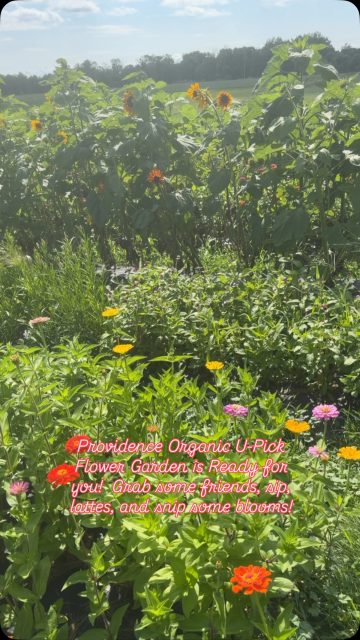 Endless blooms await your creative touch!  You can rent a jar or bring your own vase. It’s so wonderful to create using all these flowers! #upickflowergarden @providenceorganicfarm OPEN 8-6, Everyday but Saturday! #torchlake #bellairemichigan #charlevoixmichigan #elkrapidsmichigan