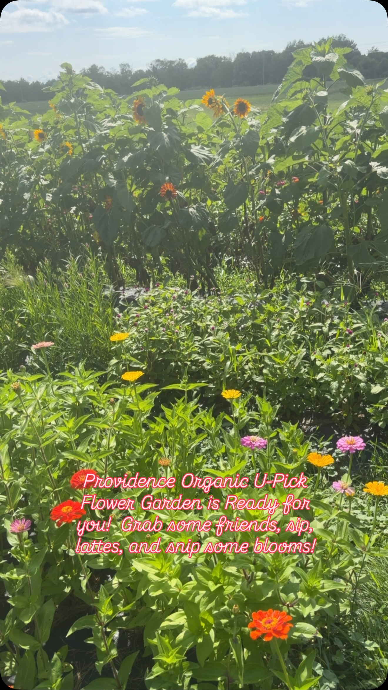 Endless blooms await your creative touch!  You can rent a jar or bring your own vase. It’s so wonderful to create using all these flowers! #upickflowergarden @providenceorganicfarm OPEN 8-6, Everyday but Saturday! #torchlake #bellairemichigan #charlevoixmichigan #elkrapidsmichigan