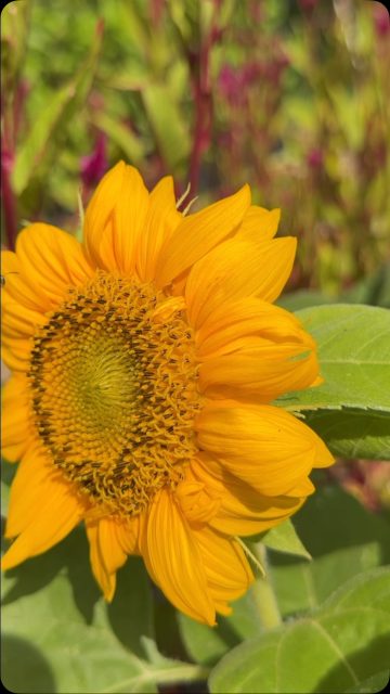 Pollinators make the farms go ‘round. Love watching them work. 🌻🐝#torchlake #bellairemichigan #centrallakemichigan #providenceorganicfarmers