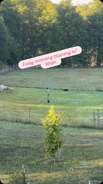 Morning training with our older Border Collie, Wren.
