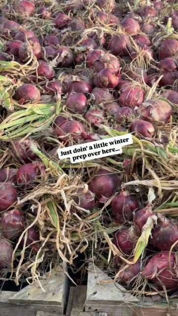 Curing onions, garlic & shallots so they can last all winter long! #torchlake #elkrapidsmichigan #bellairemichigan #charlevoixmichigan #providenceorganicfarmers