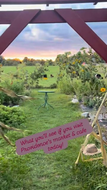 We’re open 9-5:30 w/ breakfast, lunch, coffee & tea drinks, certified organic produce, local farm eggs, milk & cheese, meats and more! #torchlake #bellairemichigan #centrallakemichigan #charlevoixmichigan #elkrapidsmichigan