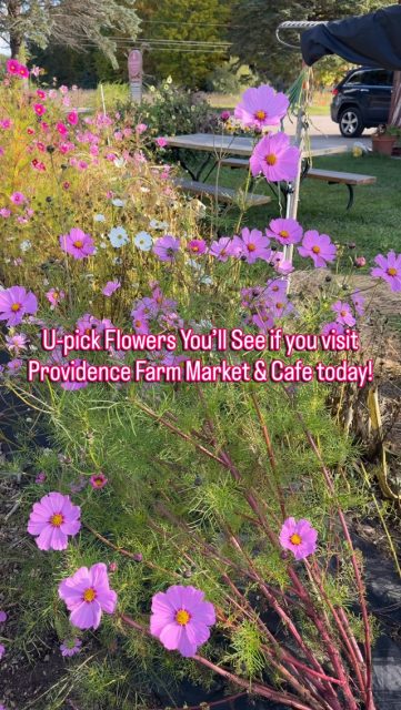 U-Pick Flower Garden is Bursting with Color and Beauty!  We’re open 9-5:30, every day but Sunday. We’re located on M-88, on the north end of Torch Lake, 1 mile east of us 31 at Eastport! #torchlake #bellairemichigan #elkrapidsmi #charlevoixmichigan #providenceorganicfarmmarket